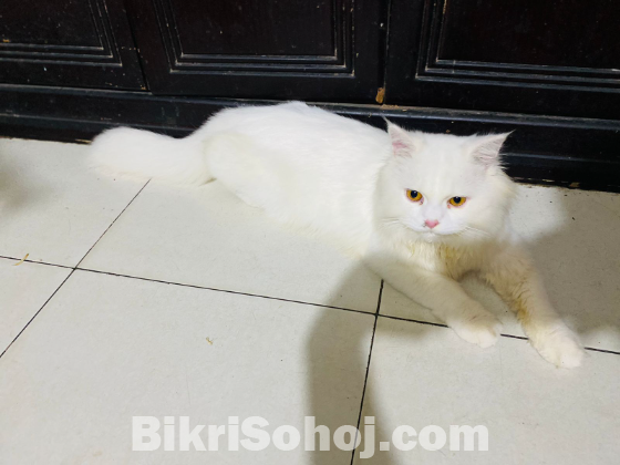 Persian Cat Adult Male